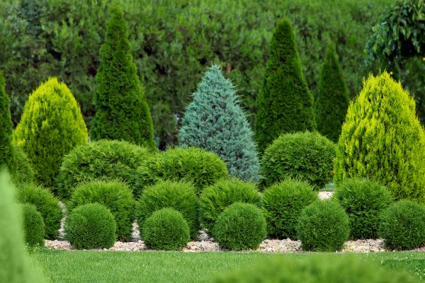 Cost of Bush Trimming Service in Oxnard