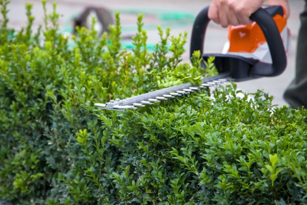 Cost of Hedge Pruning in Oxnard