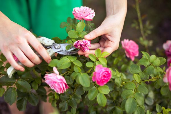 Cost of Rose Trimming in Oxnard