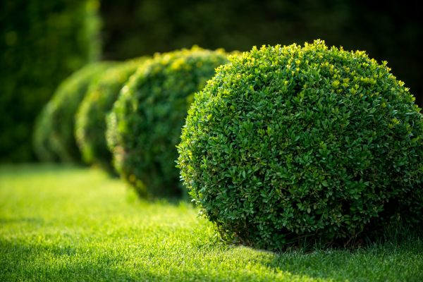 Cost of Bush Pruning in Oxnard