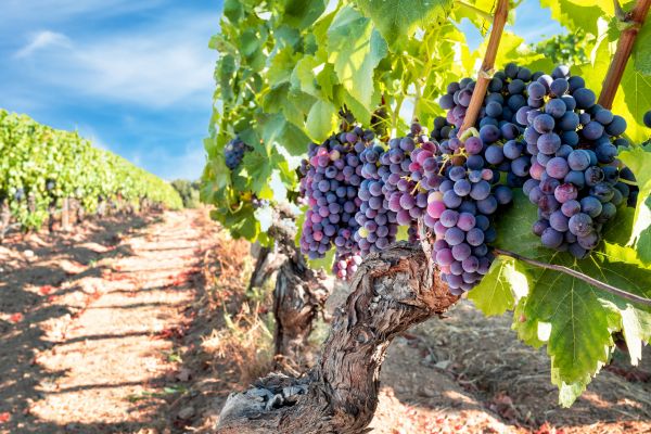 Cost of Grapevine Pruning in Oxnard