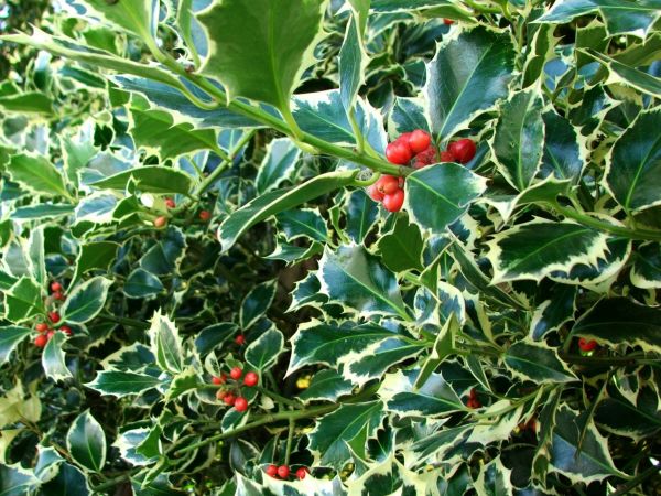 Cost of Holly Bushes Trimming in Oxnard