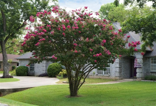 Cost of Crepe Myrtle Trimming in Oxnard