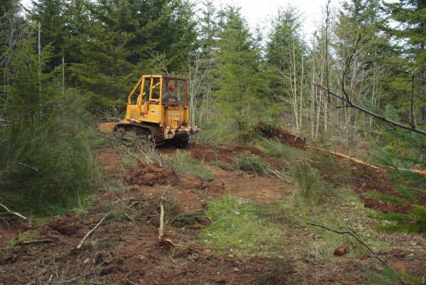 Cost of Shrubbery Clearing in Oxnard