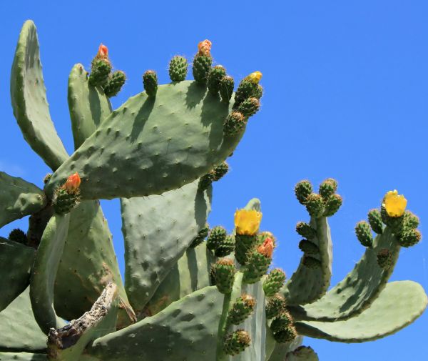 Cost of Cactus Removal in Oxnard