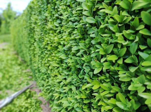 Cost of Boxwood Pruning in Oxnard