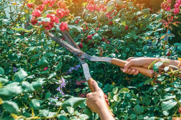 Cost of Knockout Roses Pruning in Oxnard