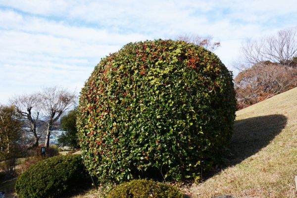 Cost of Holly Shrub Pruning in Oxnard
