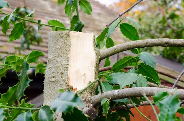 Cost of Holly Tree Removal in Oxnard