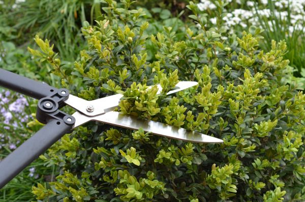 Cost of Boxwood Trimming in Oxnard