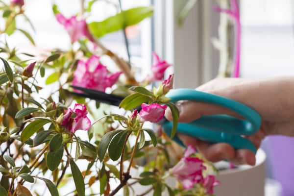 Cost of Azalea Pruning in Oxnard