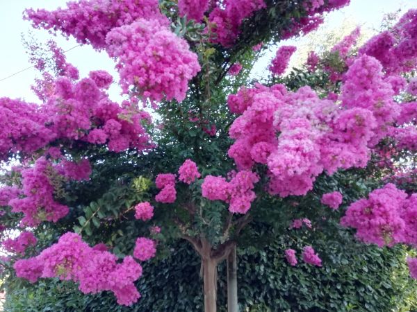Cost of Crape Myrtle Pruning in Oxnard