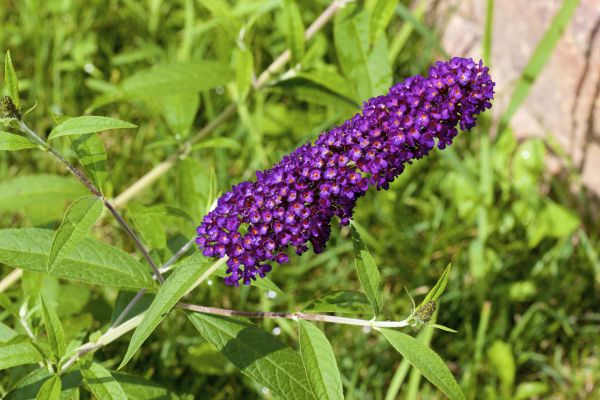 Cost of Butterfly Bush Pruning in Oxnard
