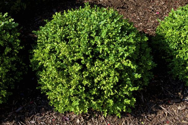 Cost of Boxwood Removal in Oxnard