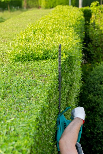 Cost of Hedge Trimming in Oxnard