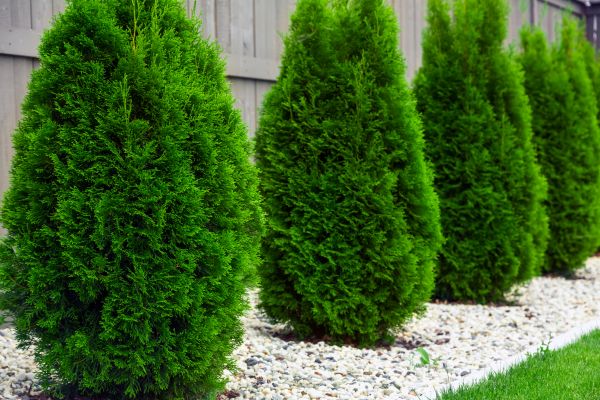 Cost of Arborvitae Trimming in Oxnard