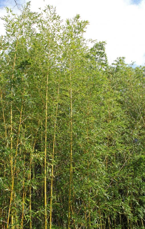 Bamboo Hedge Removal