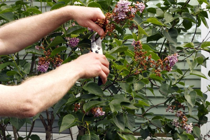 Lilac Trimming Service