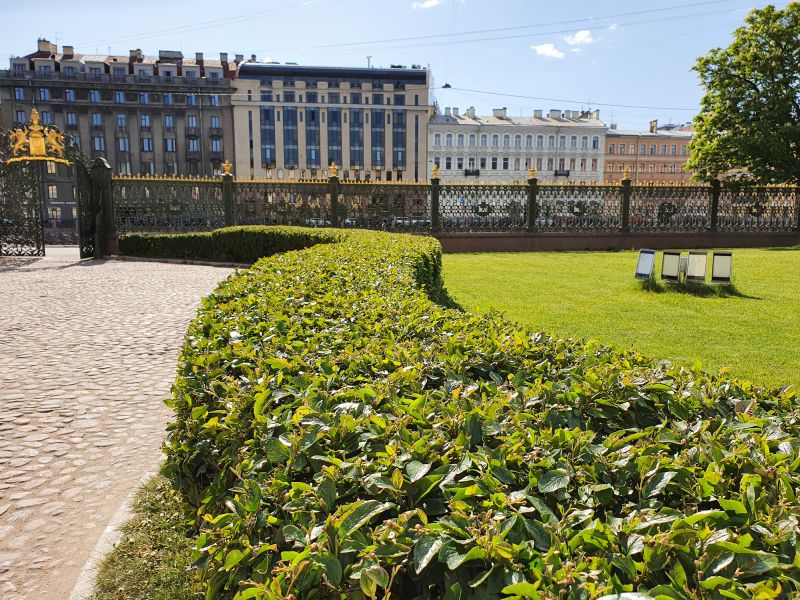 Shrubs Along a Fence Line
